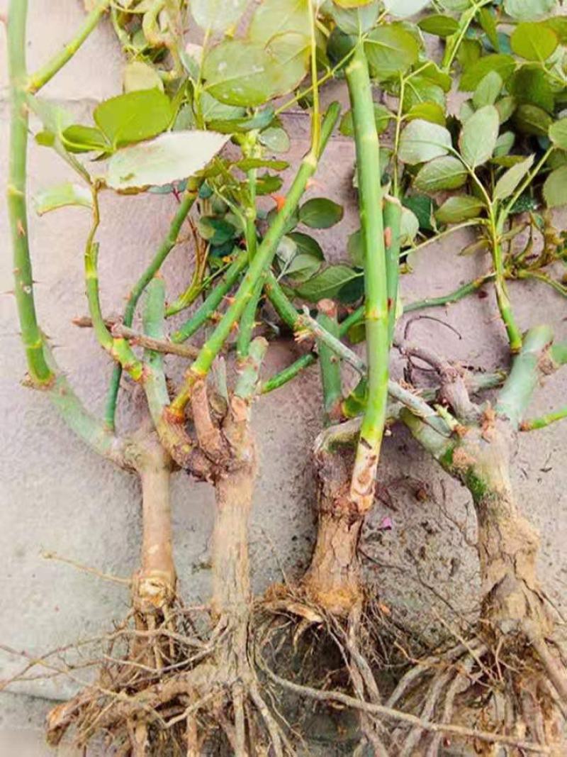混色月季苗花卉观花绿植物阳台盆栽大花浓香月季