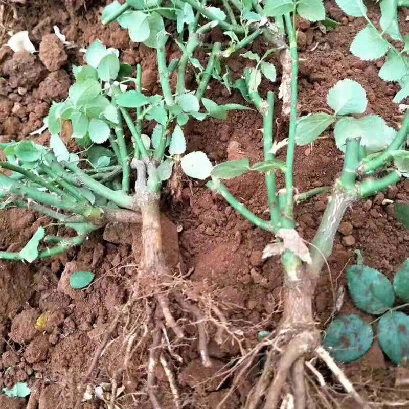 混色月季苗花卉观花绿植物阳台盆栽大花浓香月季