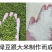 恩施来凤特产绿豆皮绿豆粉湿豆皮