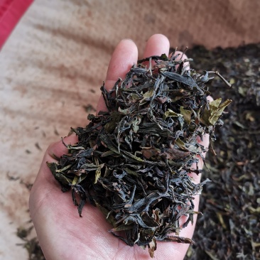 福建高海拔高山乌龙茶浓香茶醇厚散茶
