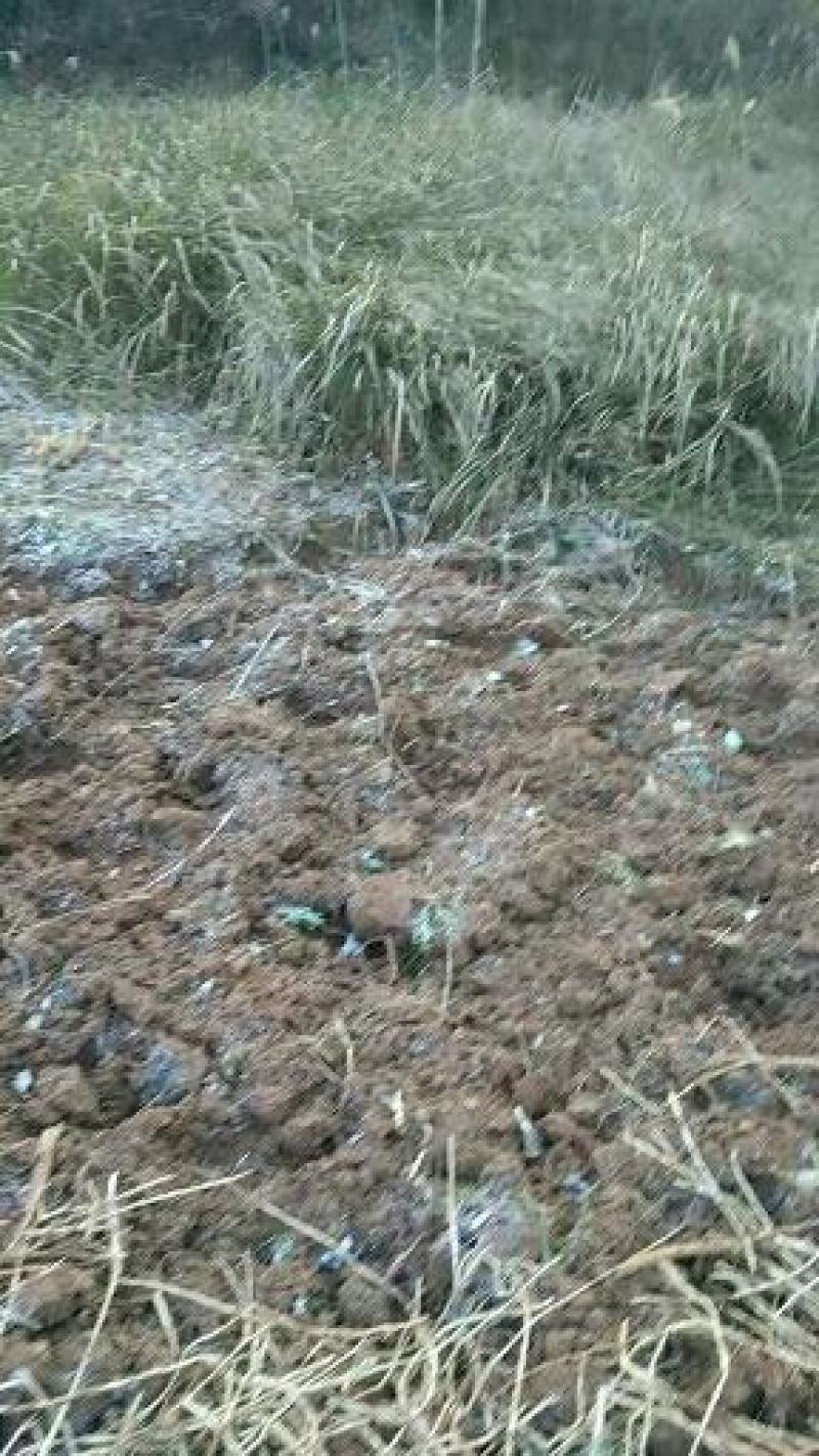 湖南衡阳白茅根一手货源量大从优品质保证