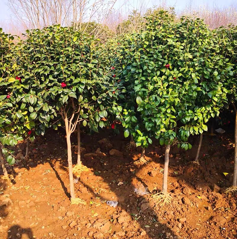 四季常绿庭院高档树苗茶花树苗茶花球耐冬茶花球庭院盆栽茶花