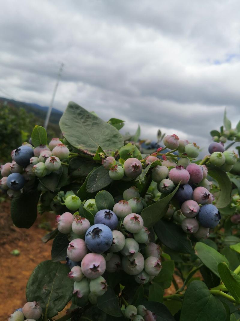 云南澄江蓝莓苗：基地直销，F6，L25，珠宝，法新，灿烂