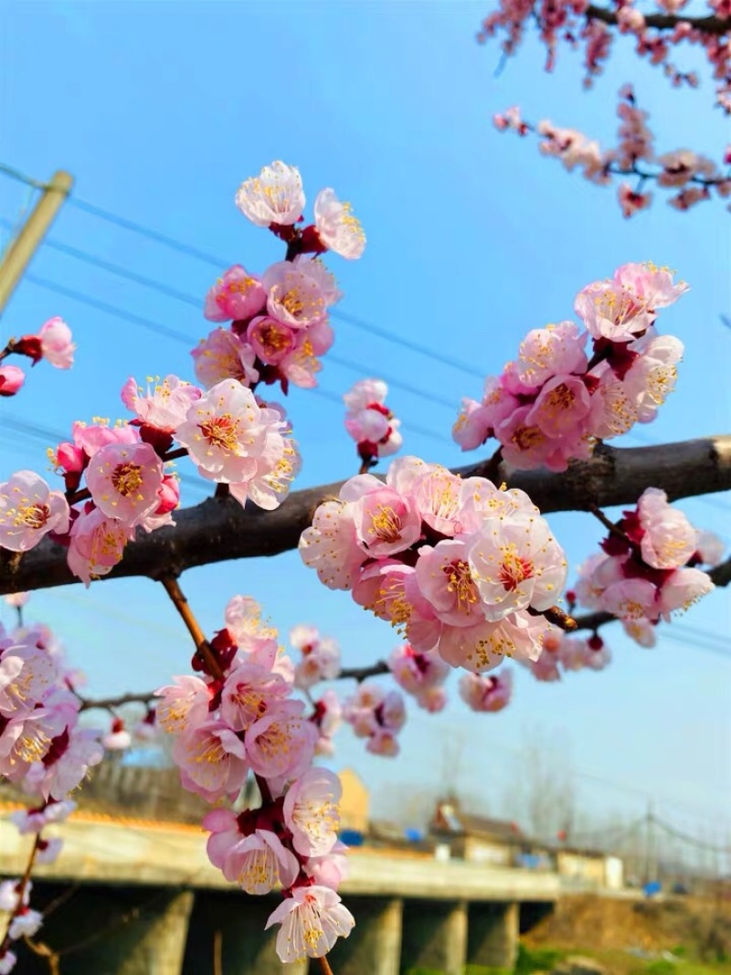 樱花樱花小苗樱花树苗日本樱花苗