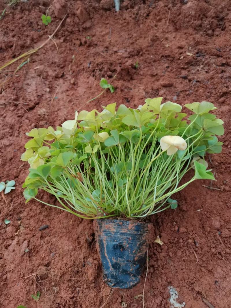 红花酢浆草，红花酢浆草小杯苗10袋红花酢浆草，绿化苗木