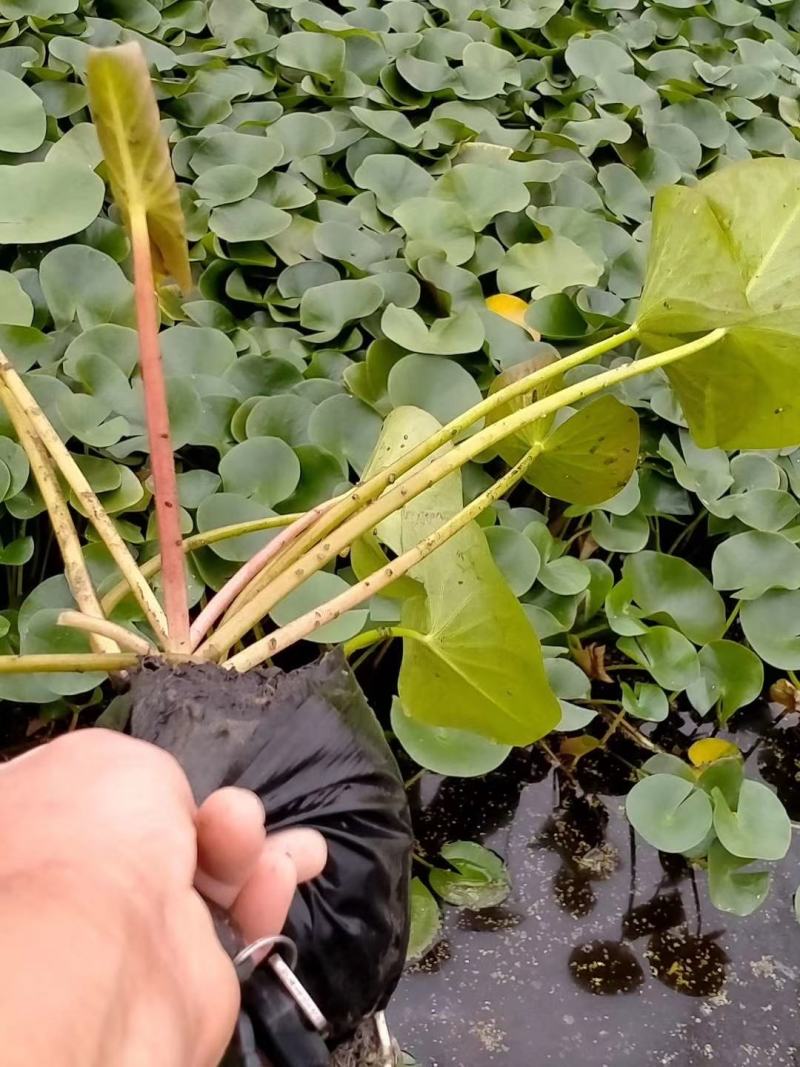睡莲水生植物绿化苗木基地直发