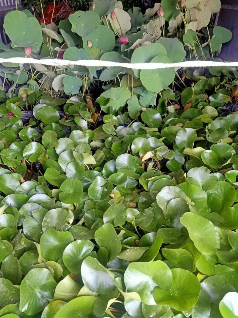 睡莲水生植物绿化苗木基地直发