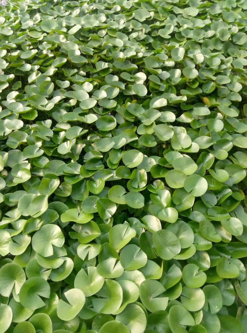 睡莲水生植物绿化苗木基地直发