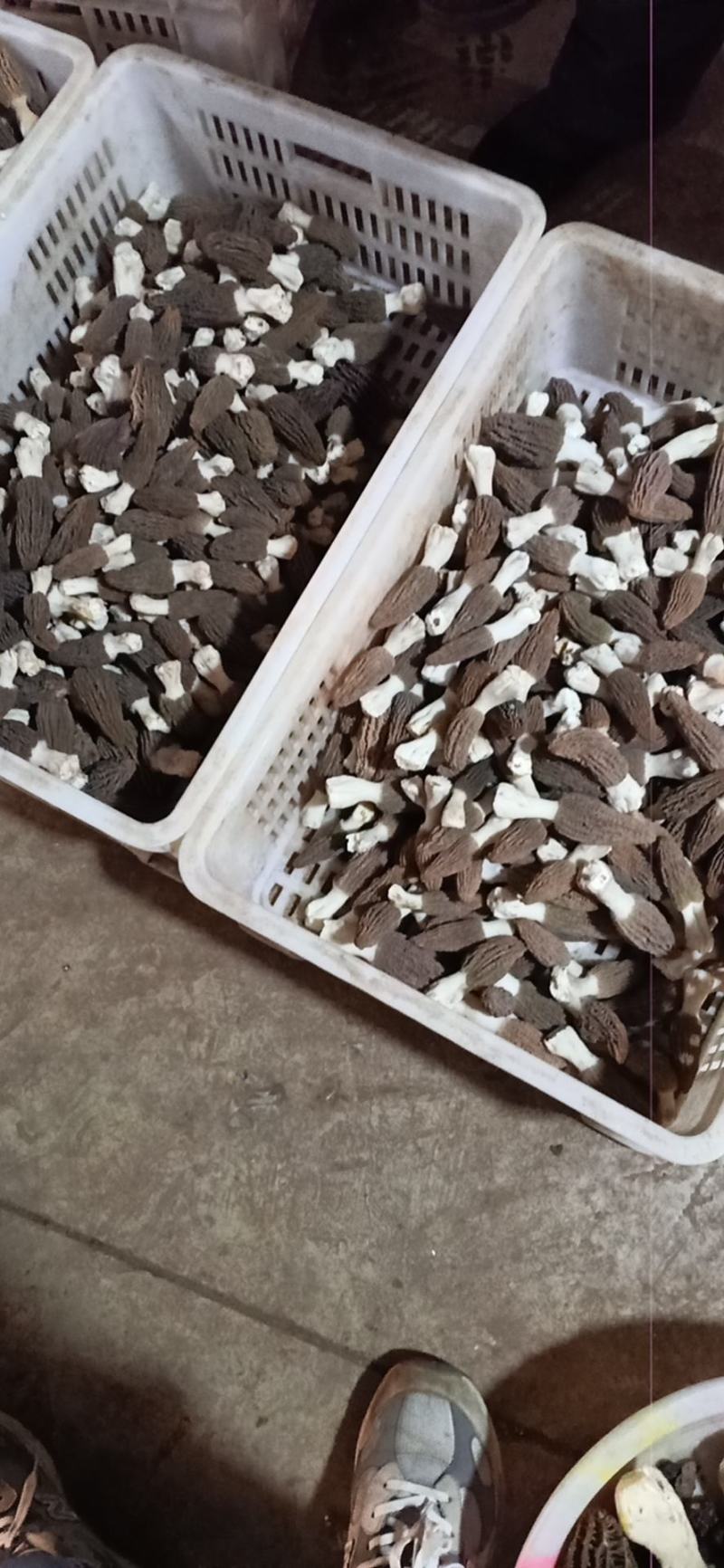 各种野生菌批发