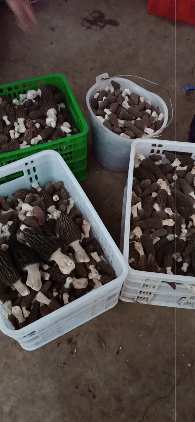 各种野生菌批发