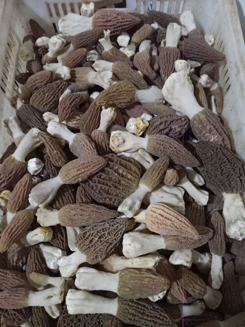 各种野生菌批发