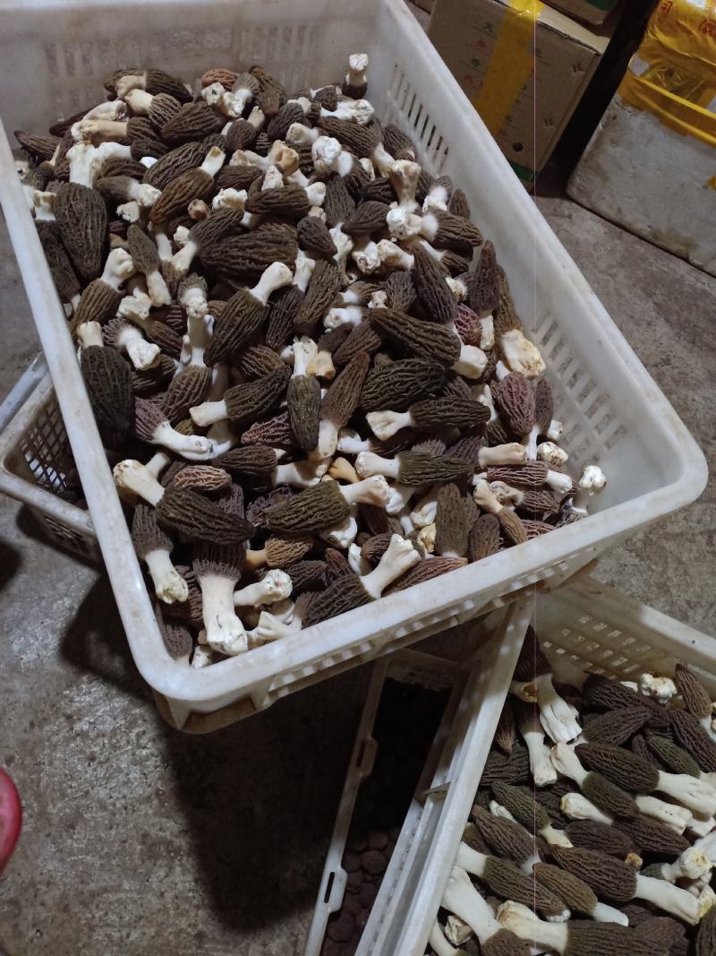 各种野生菌批发