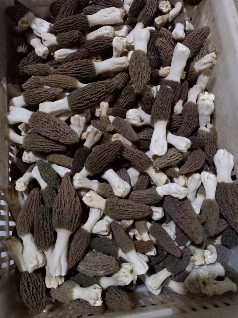 各种野生菌批发
