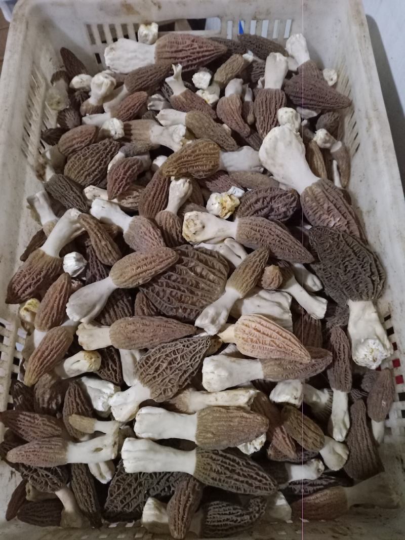 各种野生菌批发