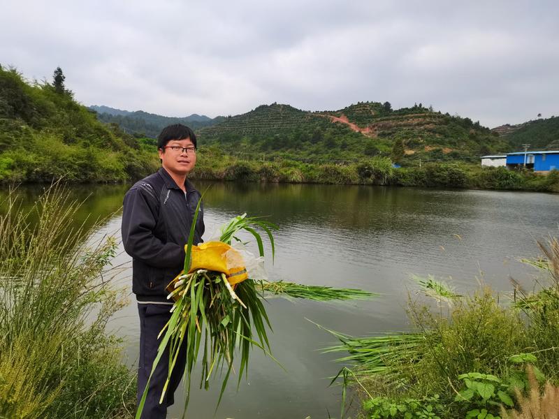 江西省赣州市生态鱼养殖基地常年出售生态淡水青草鱼，