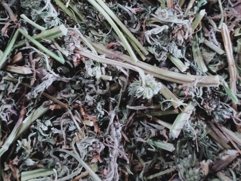 纯野生益母草，鲜品干品都有