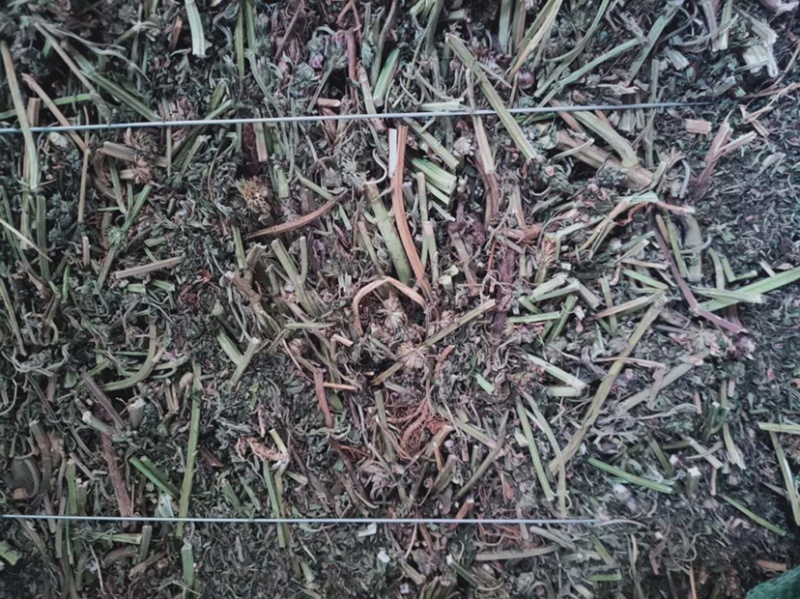 纯野生益母草，鲜品干品都有