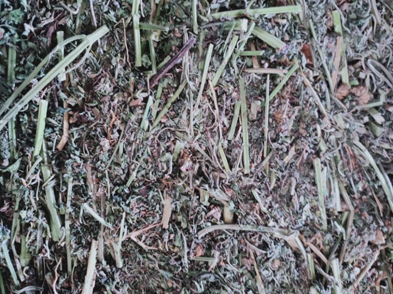纯野生益母草，鲜品干品都有