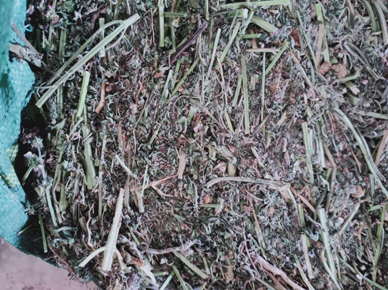 纯野生益母草，鲜品干品都有