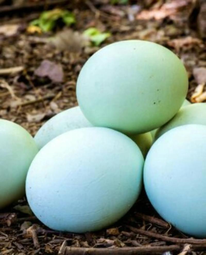 红心蛋360枚土鸡蛋绿壳鸡蛋新鲜正宗粉壳蛋黄心蛋整箱批发