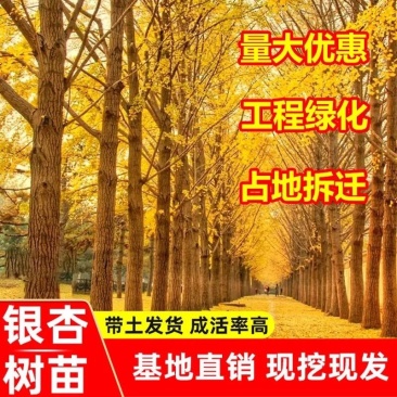 绿化银杏树苗白果树苗银杏树活苗行道景观园林庭院种植
