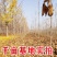 绿化银杏树苗白果树苗银杏树活苗行道景观园林庭院种植