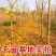 绿化银杏树苗白果树苗银杏树活苗行道景观园林庭院种植