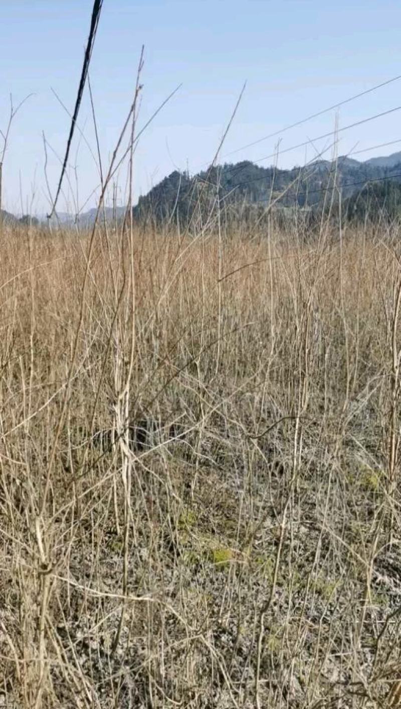 紫薇树大小规格齐全，价格优惠，有需要的联系我