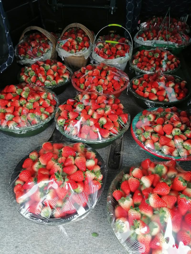 红颜草莓已经大量上市