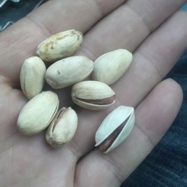 开心果种子新疆吐鲁番