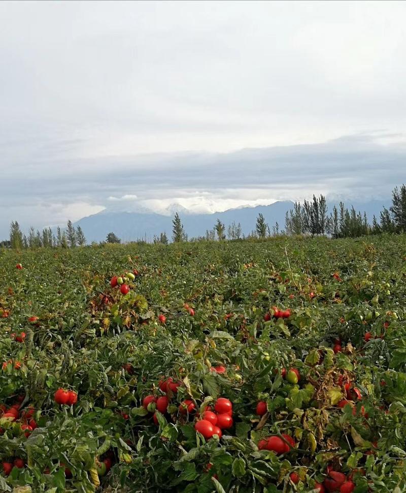 新疆原产地大桶番茄酱供应商零添加剂28/30%浓度
