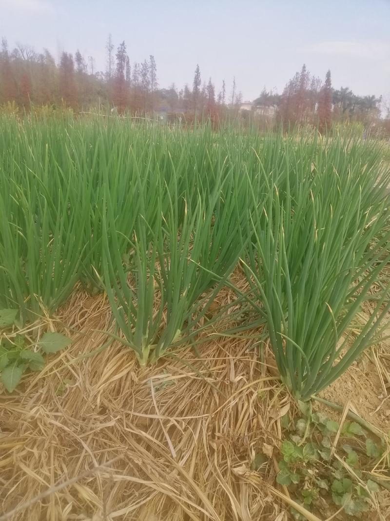 大量供应本地红葱，需要联系