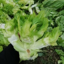 一百亩儿菜开卖精品儿菜