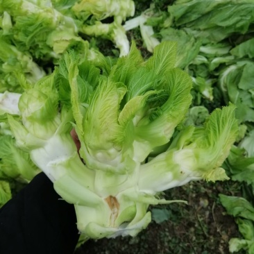 一百亩儿菜开卖精品儿菜
