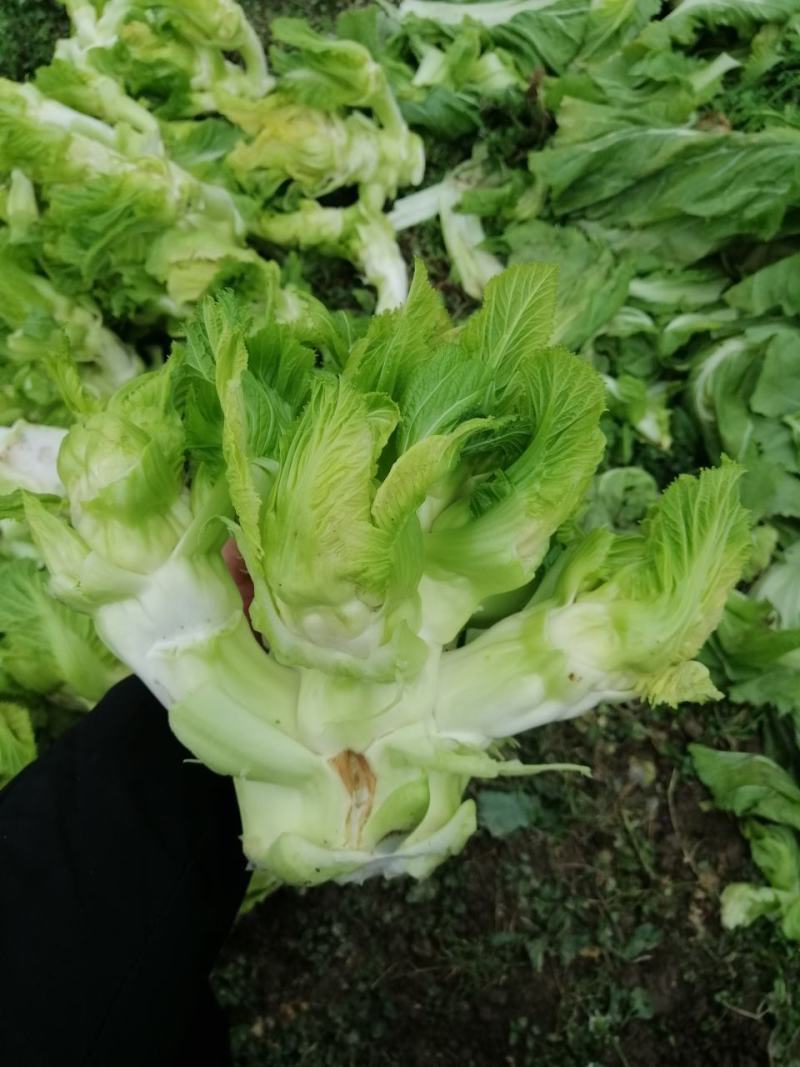 一百亩儿菜开卖精品儿菜