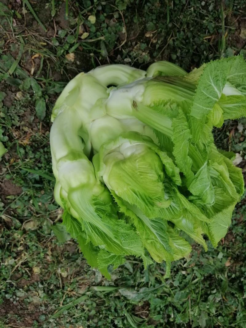 一百亩儿菜开卖精品儿菜