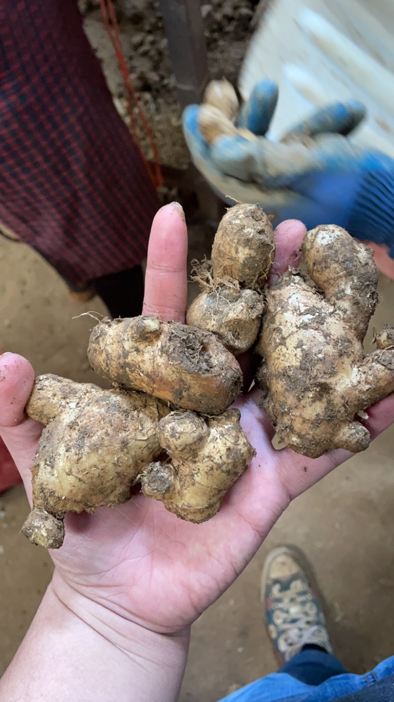 老姜母姜头菜姜商用食品药品加工支持一件代发
