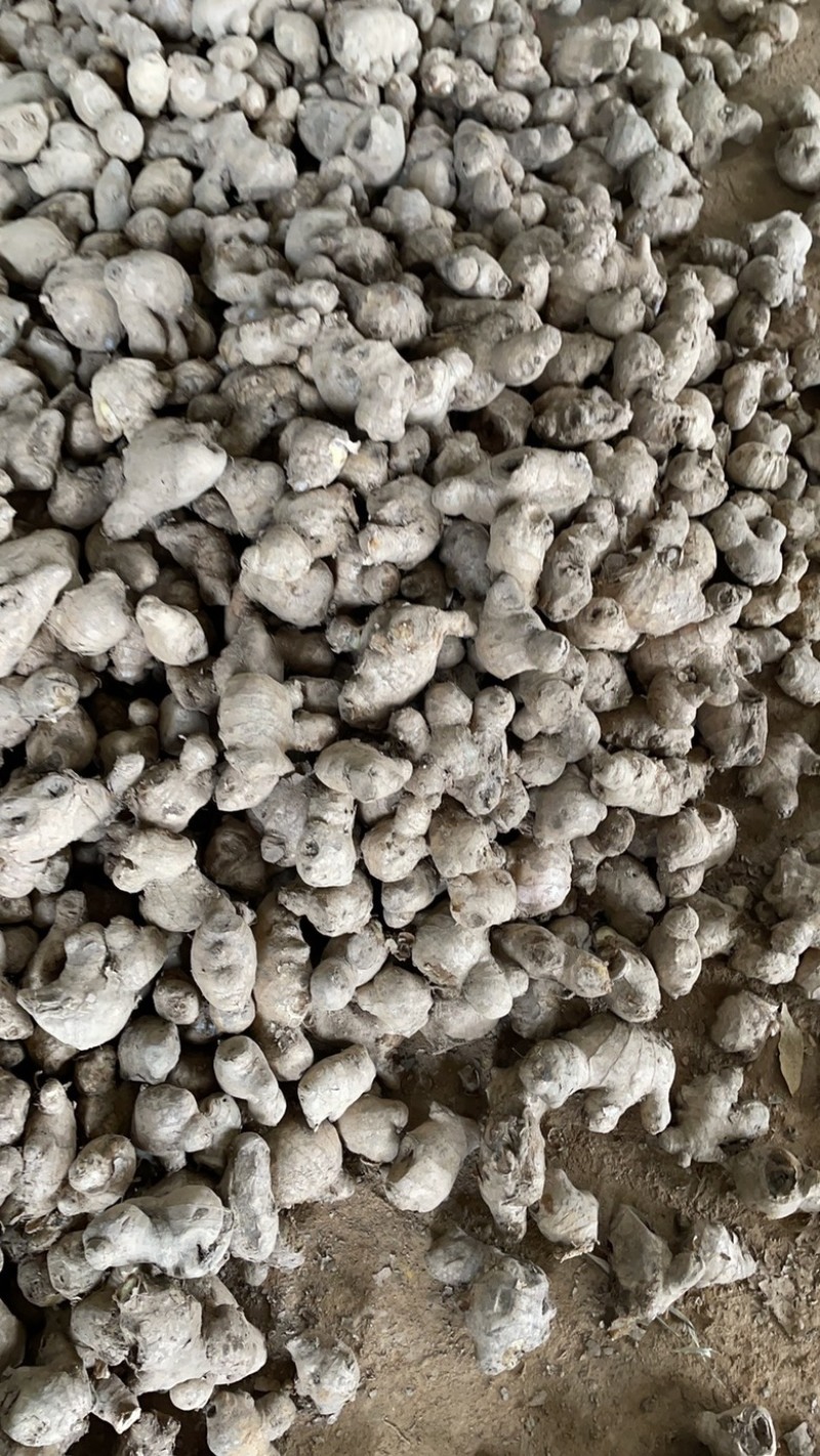 老姜母姜头菜姜商用食品药品加工支持一件代发