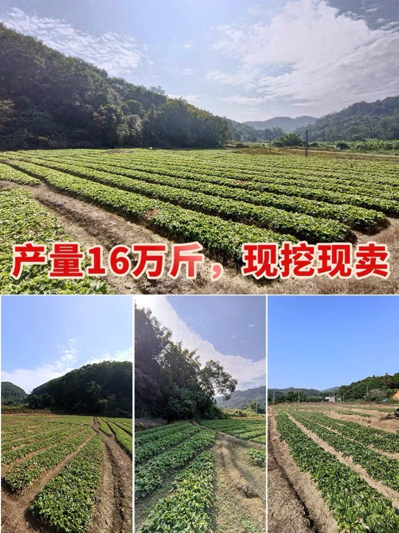正宗广东沙姜白切鸡配料去腥入味支持一件代发