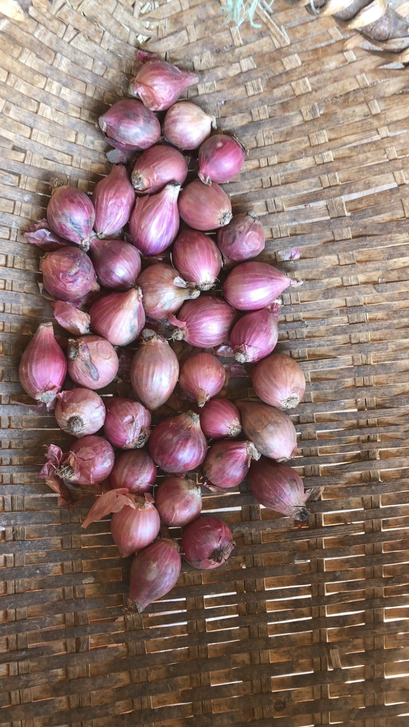 缅甸小洋葱红葱头红皮黄皮均有支持一件代发