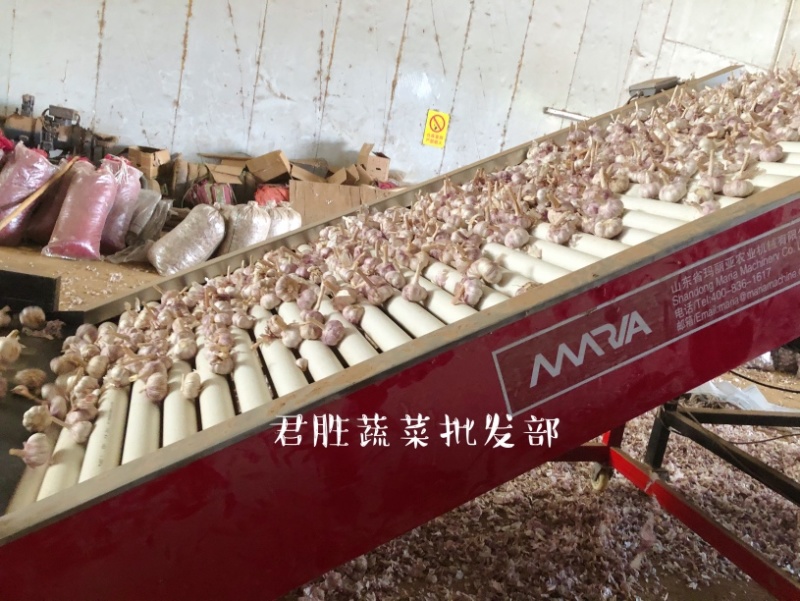 河南早熟紫皮大蒜晚熟蒜干蒜支持一件代发