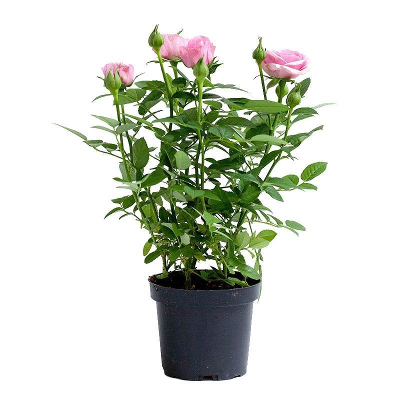 玫瑰多彩玫瑰苗钻石玫瑰花苗玫瑰花苗开花不断
