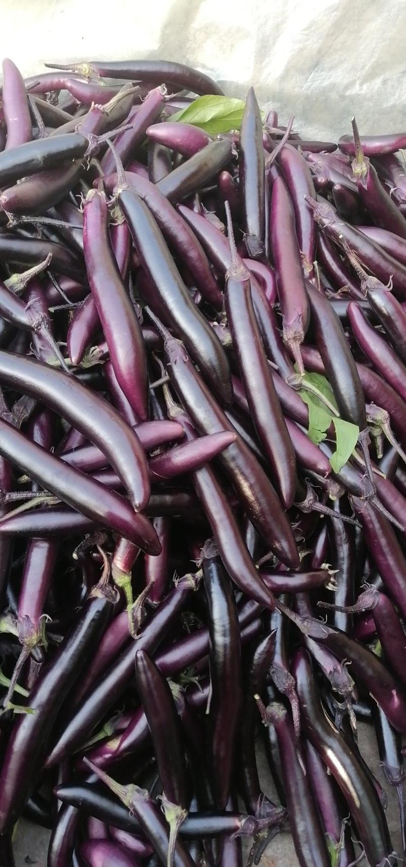 紫裤茄子大量上市紫利人黑罐602大量货源质量保证价格合理