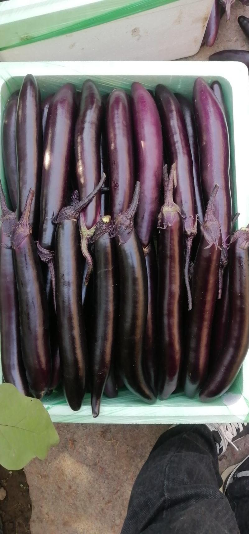 紫裤茄子大量上市紫利人黑罐602大量货源质量保证价格合理