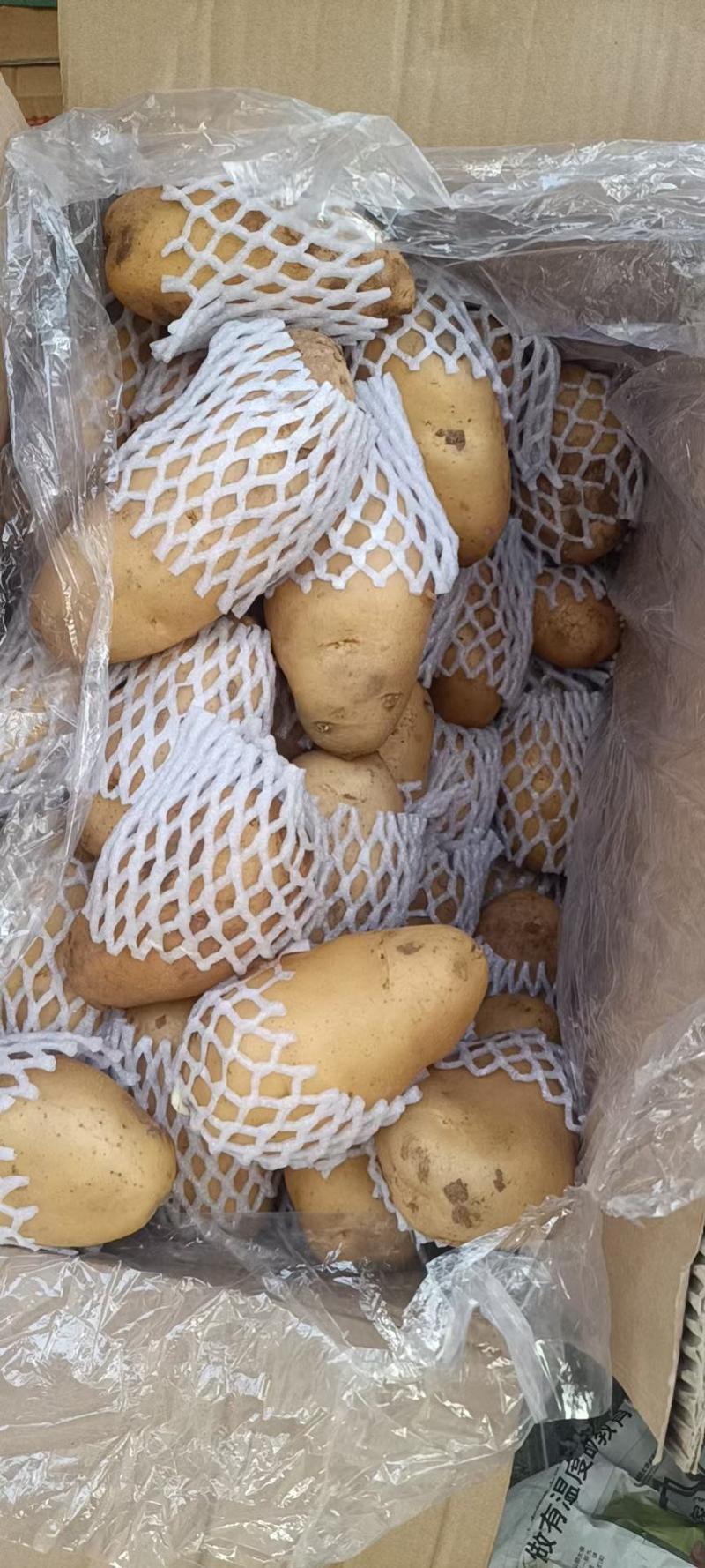 万亩蔬菜产地荷兰土豆大量上市需要的联系我长期有货