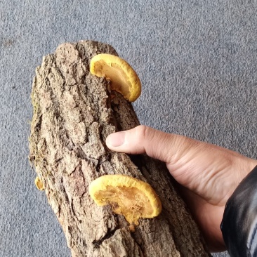 桑黄原木树桩——桑黄树桩