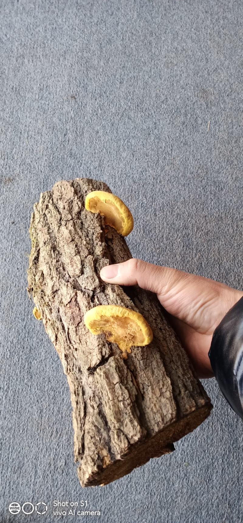桑黄原木树桩——桑黄树桩