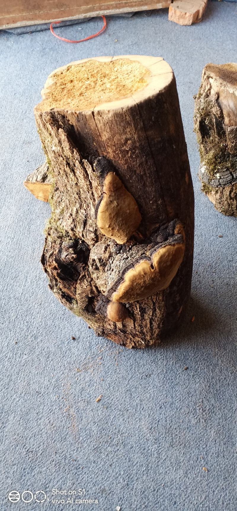 桑黄原木树桩——桑黄树桩