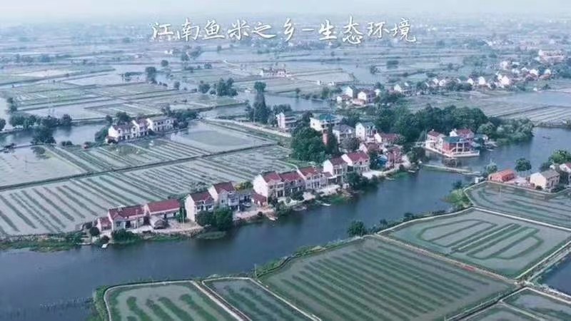 大闸蟹蟹苗（中华绒螯蟹，）
