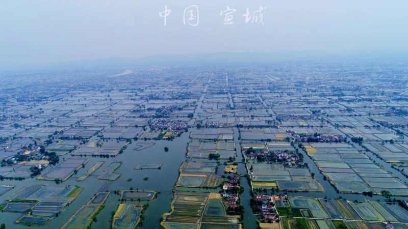 大闸蟹蟹苗（中华绒螯蟹，）